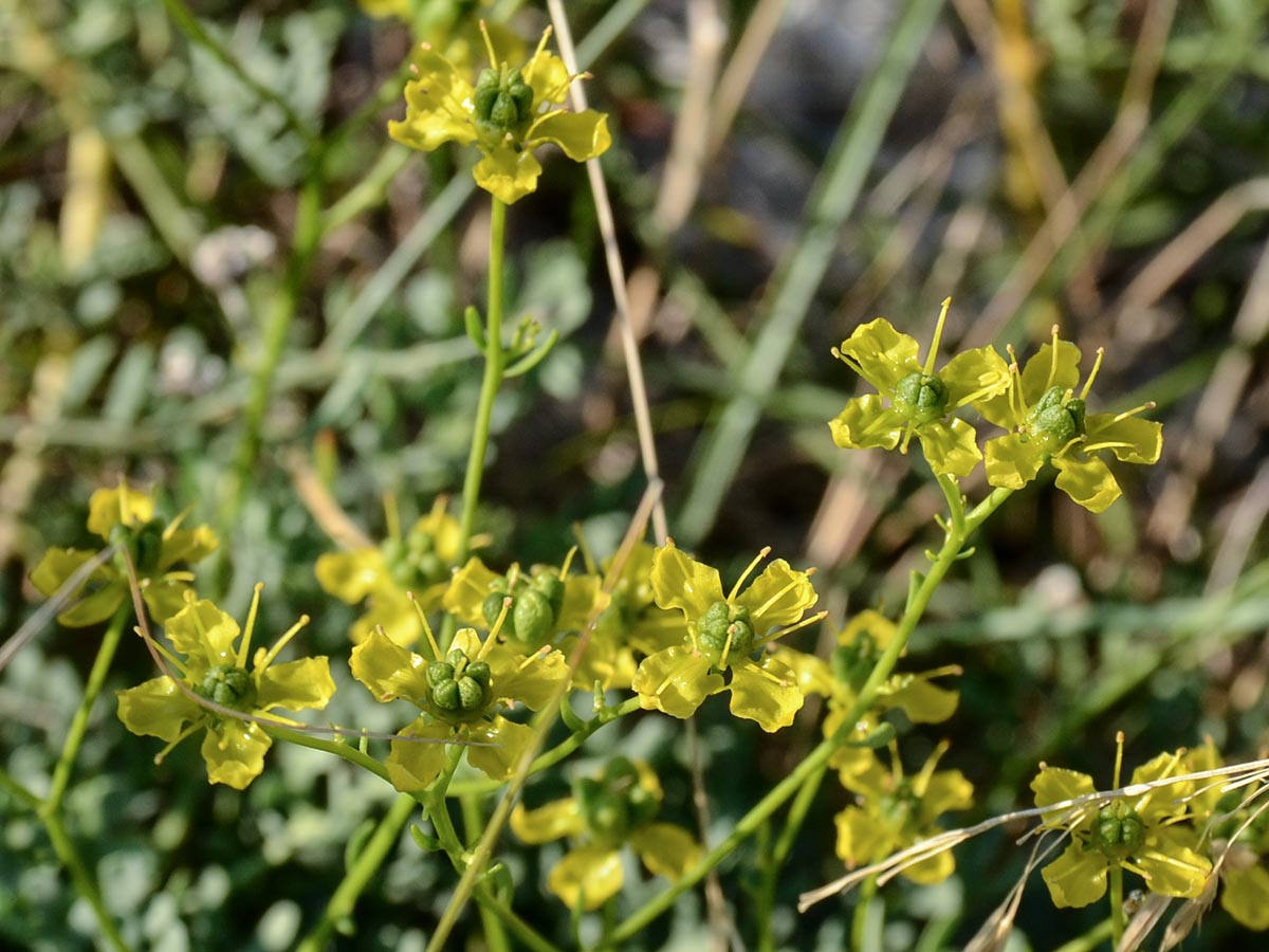 Blüten